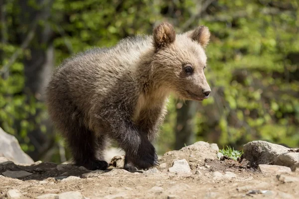 Dziki Brown Bear Cub Zbliżenie Las Lato — Zdjęcie stockowe