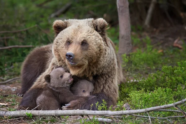 Ours Avec Oursons Ursus Arctos Sur Forêt Été — Photo