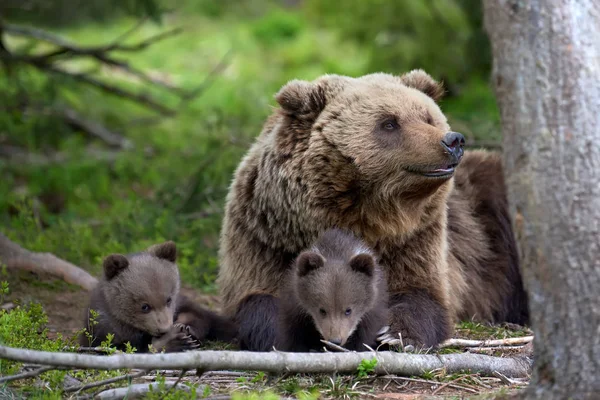 Urso Com Filhotes Ursus Arctos Floresta Verão — Fotografia de Stock