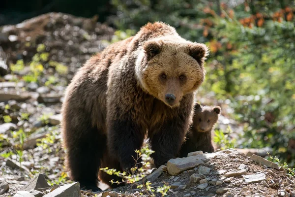 Oefenen Met Cubs Ursus Arctos Het Forest Van Zomer — Stockfoto