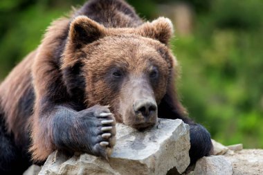 Bahar orman portre boz ayı (Ursus arctos) portre