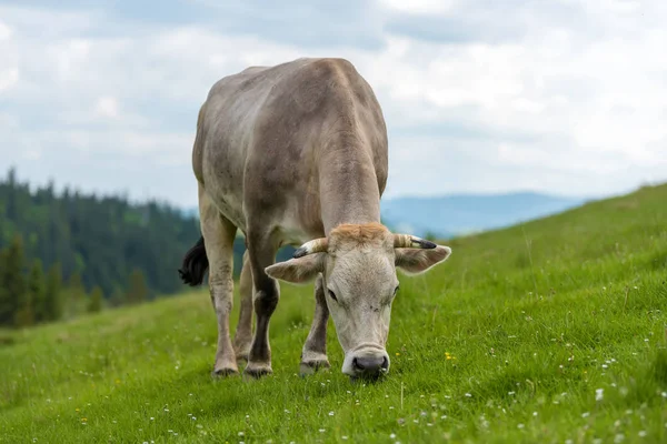 Koeien Grazen Weide Berg Vee Een Weiland — Stockfoto