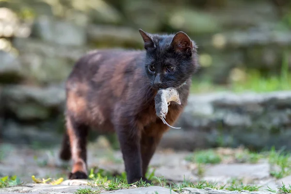 Mörka Katt Leker Med Död Mullvad — Stockfoto