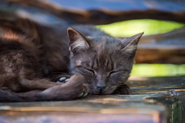 Gato Escuro Dormindo Banco Madeira — Fotografia de Stock