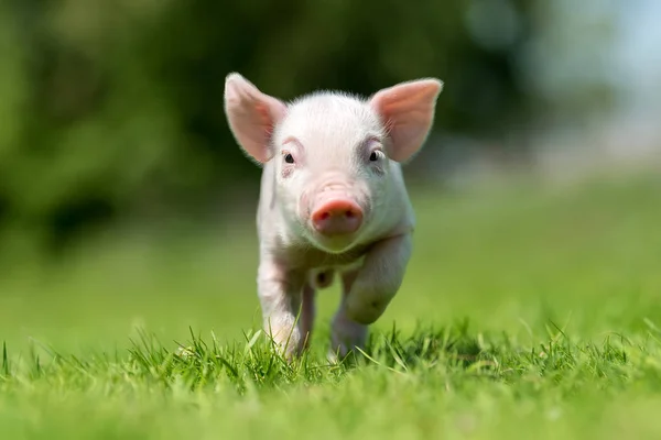 新生豚農場で春の緑の草の上 — ストック写真