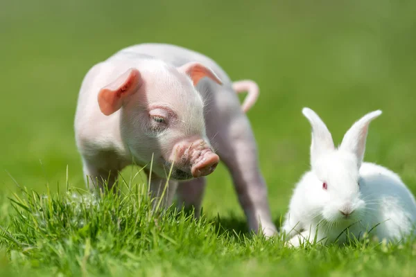 Newborn piglet and white rabbit on spring green grass on a farm