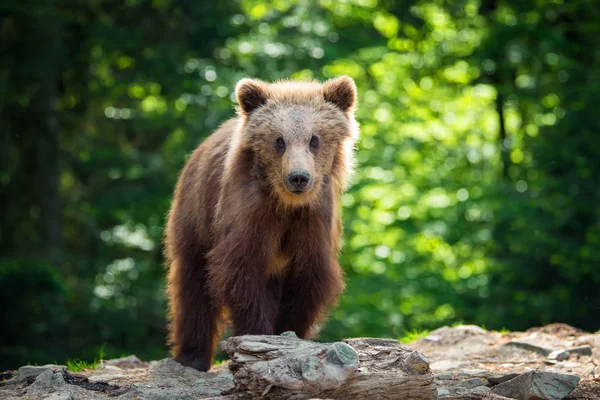 Filhote Urso Castanho Floresta Animais Habitat Natural — Fotografia de Stock