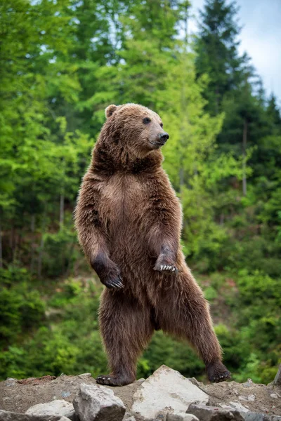 Niedźwiedź Brunatny Ursus Arctos Stojąc Tylnych Nogach Puszczy Wiosna — Zdjęcie stockowe