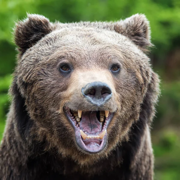 Detailní Portrét Medvěd Hnědý Ursus Arctos Lese Jaře — Stock fotografie