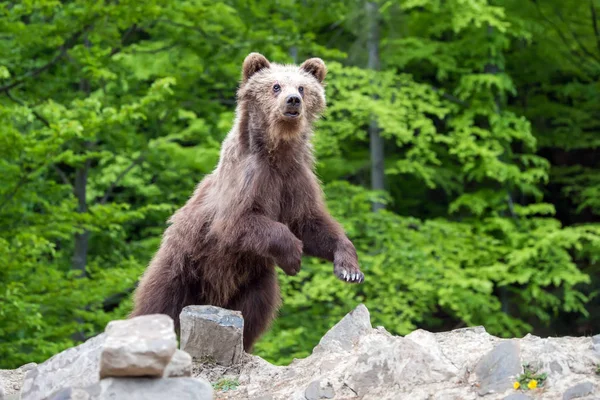 Medvěd Hnědý Mládě Lese Zvíře Přírodě Stanoviště — Stock fotografie