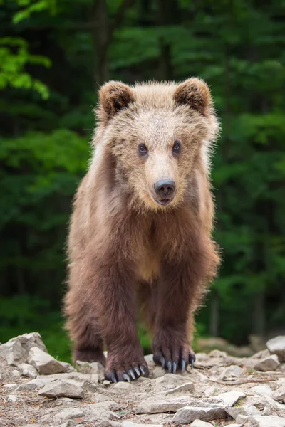 Καφέ Αρκούδα Cub Στο Δάσος Ζώο Στον Βιότοπο Φύση — Φωτογραφία Αρχείου