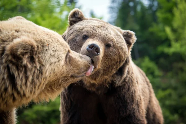 在春天森林里亲吻的棕色熊 — 图库照片