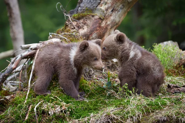 Divoký Medvěd Hnědý Mládě Detailní Létě Lese — Stock fotografie