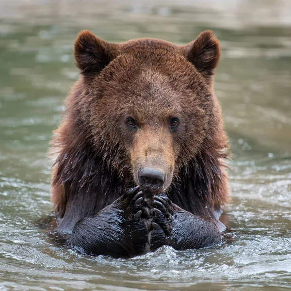 Barna Medve Ursus Arctos Úszás Vízben — Stock Fotó