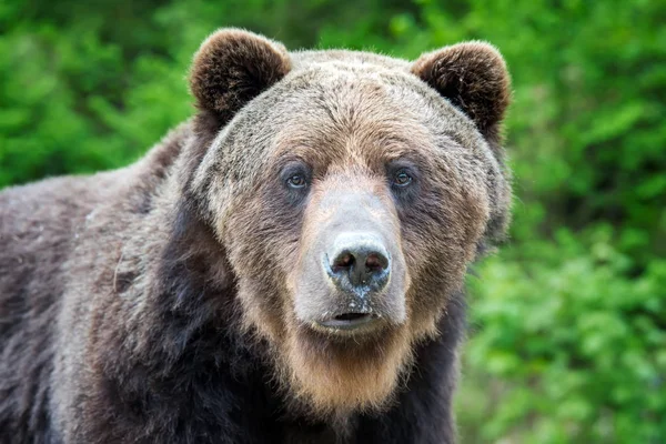 Oso Pardo Primer Plano Ursus Arctos Retrato Bosque Primavera — Foto de Stock