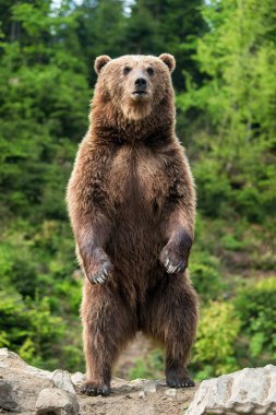 Boz ayı (Ursus arctos) bahar ormanın içinde onun arka ayakları üzerinde duran