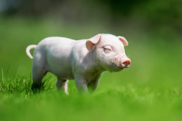 农场上春绿草上的新生小猪 — 图库照片