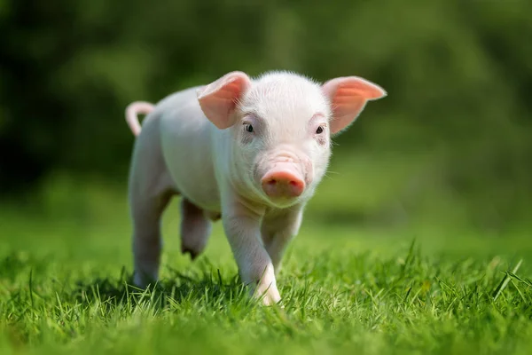 Porcelet Nouveau Sur Herbe Verte Printanière Dans Une Ferme — Photo