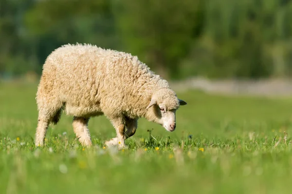 Schafe Auf Einer Weide Den Bergen Schließen — Stockfoto