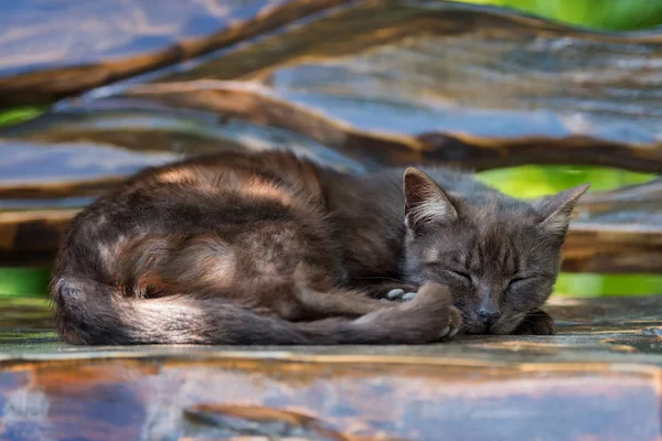 Dark Cat Sleeping Wooden Bench — Stock Photo, Image