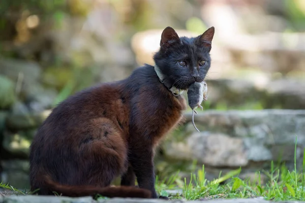 Mörka Katt Leker Med Död Mullvad — Stockfoto