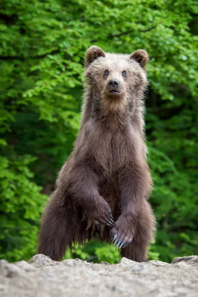 Καφέ Αρκούδα Cub Στο Δάσος Ζώο Στον Βιότοπο Φύση — Φωτογραφία Αρχείου