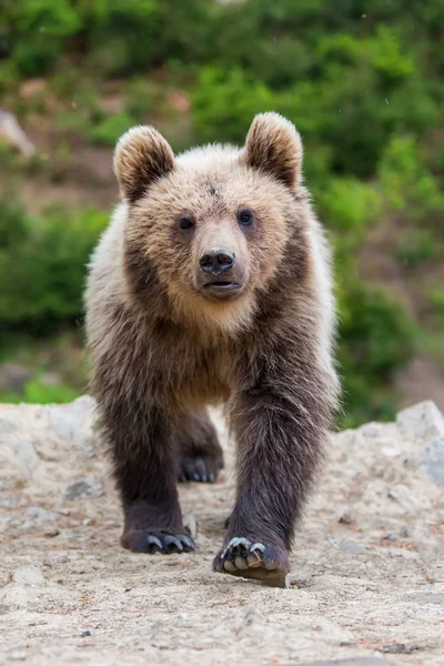 Medvěd Hnědý Mládě Lese Zvíře Přírodě Stanoviště — Stock fotografie