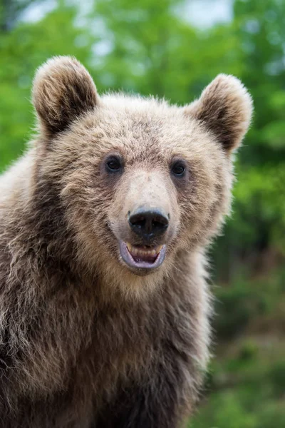 Nahaufnahme Braunbär Ursus Arctos Porträt Frühlingswald — Stockfoto