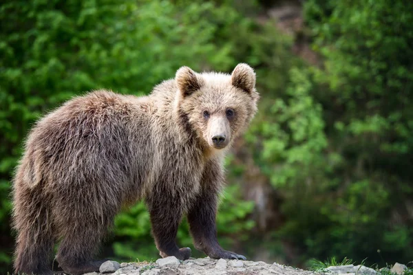 森でヒグマのカブ 自然の生息地で動物 — ストック写真