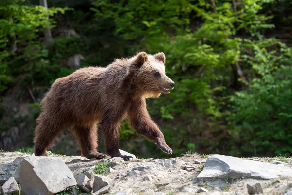 Filhote Urso Castanho Floresta Animais Habitat Natural — Fotografia de Stock