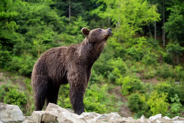 European Brown Bear Forest Wild Animal Nature Habitat — Stock Photo, Image