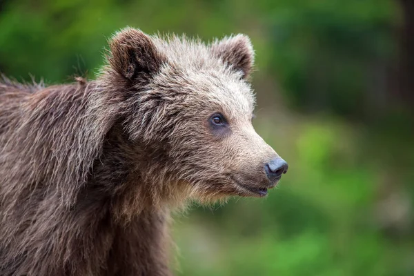 Brown Bear Cub Lesie Zwierzę Siedlisku Natura — Zdjęcie stockowe