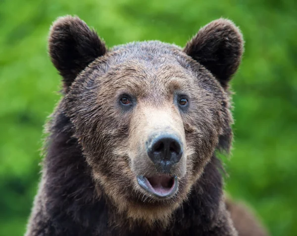 Портрет Крупним Планом Коричневого Ведмедя Ursus Arctos Весняному Лісі — стокове фото