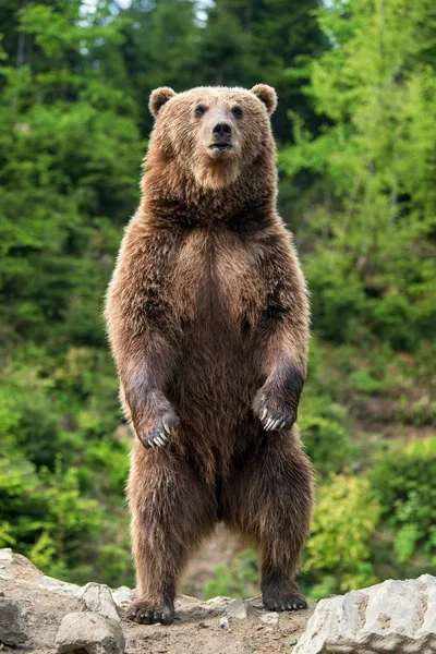 Niedźwiedź Brunatny Ursus Arctos Stojąc Tylnych Nogach Puszczy Wiosna — Zdjęcie stockowe