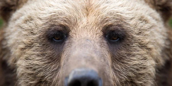 Primer Plano Del Ojo Oso Pardo — Foto de Stock