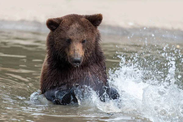 Hnědý Medvěd Hnědý Ursus Arctos Plavání Vodě — Stock fotografie