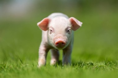Bir çiftlikte bahar yeşil çimenlerin üzerinde yeni doğmuş domuz yavrusu