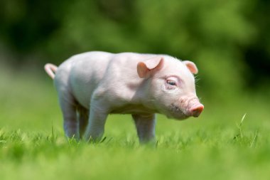 Bir çiftlikte bahar yeşil çimenlerin üzerinde yeni doğmuş domuz yavrusu