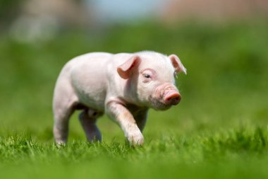 Bir çiftlikte bahar yeşil çimenlerin üzerinde yeni doğmuş domuz yavrusu
