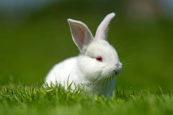 Pequeño Conejo Blanco Sobre Hierba Verde Día Verano —  Fotos de Stock