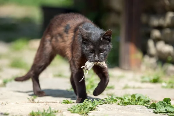 Dunkle Katze Spielt Mit Einem Toten Maulwurf — Stockfoto