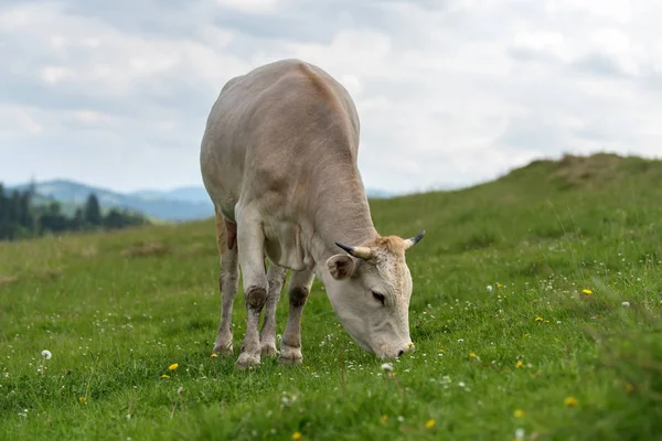 Koeien Grazen Weide Berg Vee Een Weiland — Stockfoto