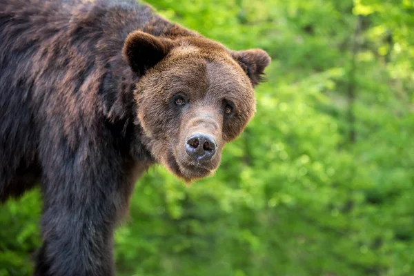 Portret Niedźwiedź Brunatny Ursus Arctos Zbliżenie Lesie Wiosna — Zdjęcie stockowe
