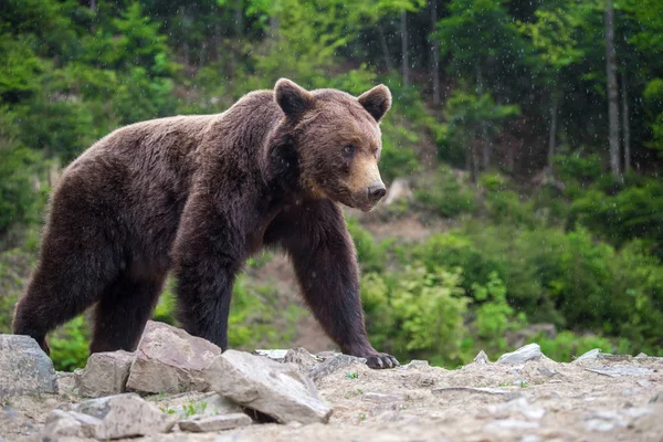 European Brown Bear Forest Wild Animal Nature Habitat — Stock Photo, Image