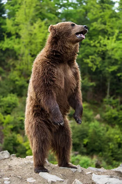 Καφέ Αρκούδα Ursus Arctos Στέκεται Στα Πίσω Πόδια Του Στο — Φωτογραφία Αρχείου