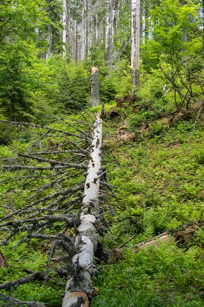 Padlý Strom Uprostřed Lesa — Stock fotografie