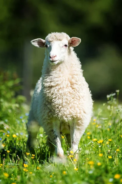 Chiudere Giovani Pecore Prato Una Fattoria — Foto Stock