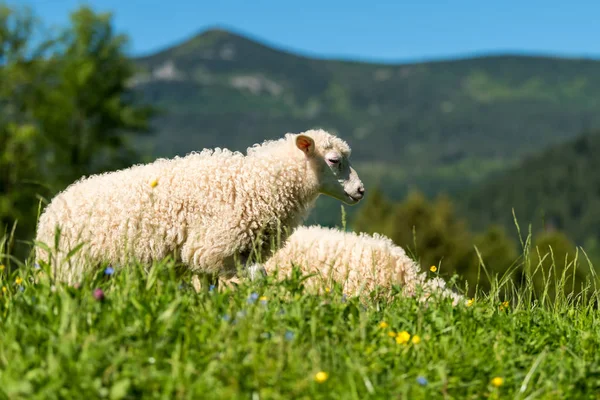 Fermer Jeunes Moutons Dans Pré Dans Une Ferme — Photo