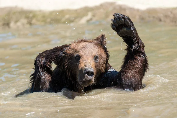 Hnědý Medvěd Hnědý Ursus Arctos Plavání Vodě — Stock fotografie