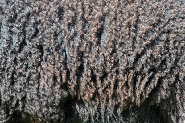 Πρόβατα Γούνα Μαλλί Υφή Closeup Φόντο — Φωτογραφία Αρχείου